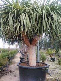 Dracena Draco